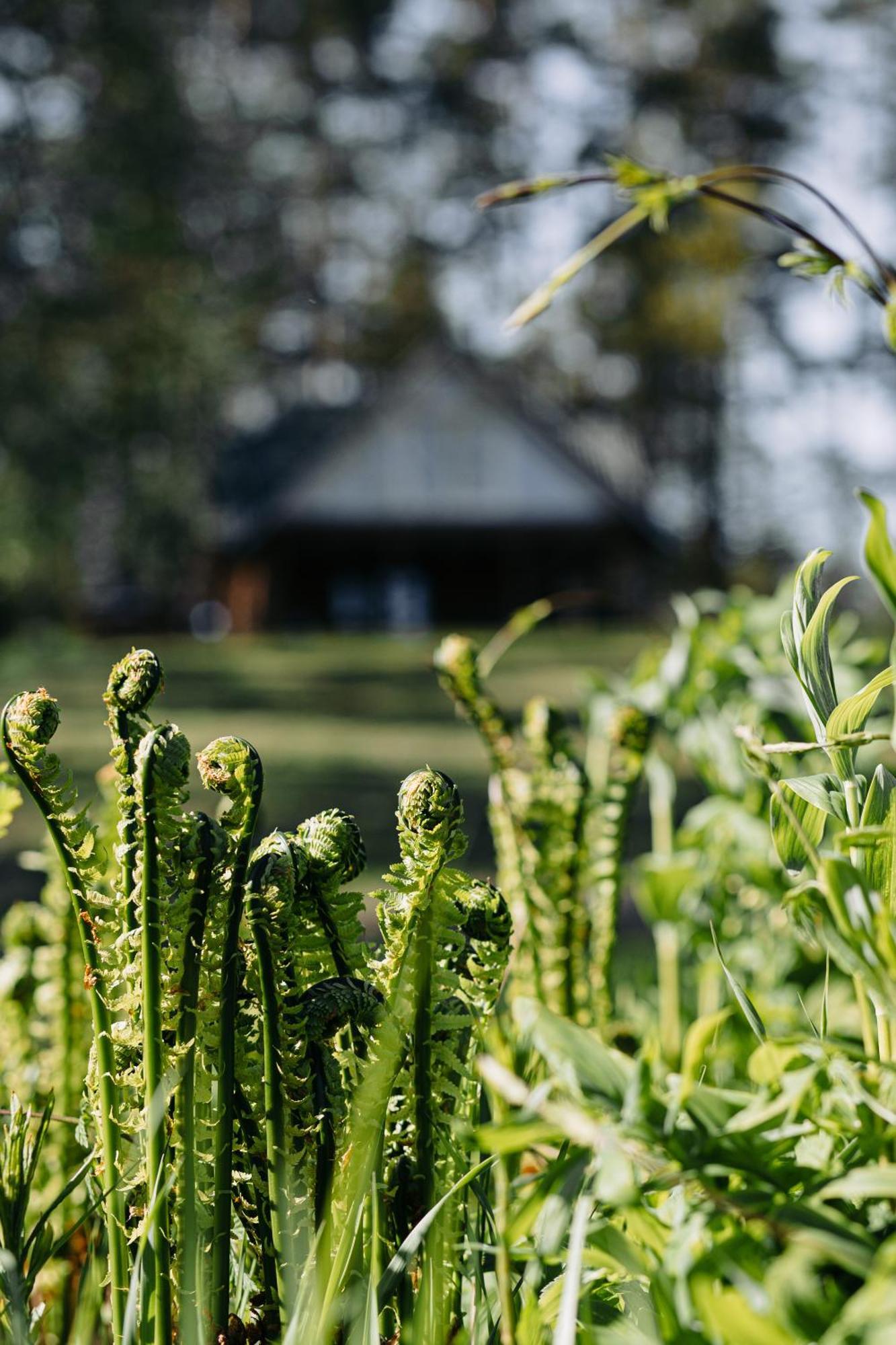"Gaujmale" Sauna House In Nature Laukbeitini Exterior photo